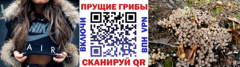 Купить закладки  Конаково  Галлюциногенные грибы мицелий 